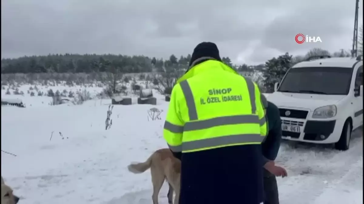 Sinop’ta Hayvanlara Yem Desteği