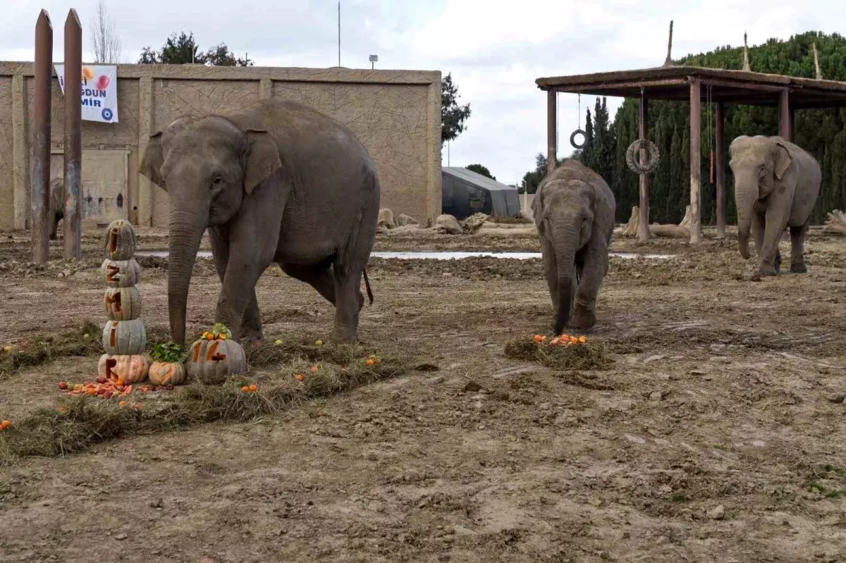 İzmir Doğal Yaşam Parkı’nda Fil İzmir’in 14. Yaş Günü Kutlandı