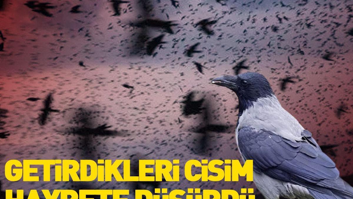 Kargaların gizemi! Üniversite öğrencileri fark etti: Uzay kökenli cisim…